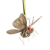 Dulce Pomelo Butterfly Wire, 7.5"